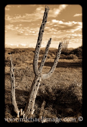 "cholla skeleton"
McDowell mountain preserve